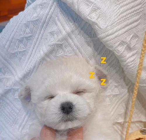 探秘狗狗飞耳的奥秘（狗狗飞耳的起源、特征和功能） - 新生家伴