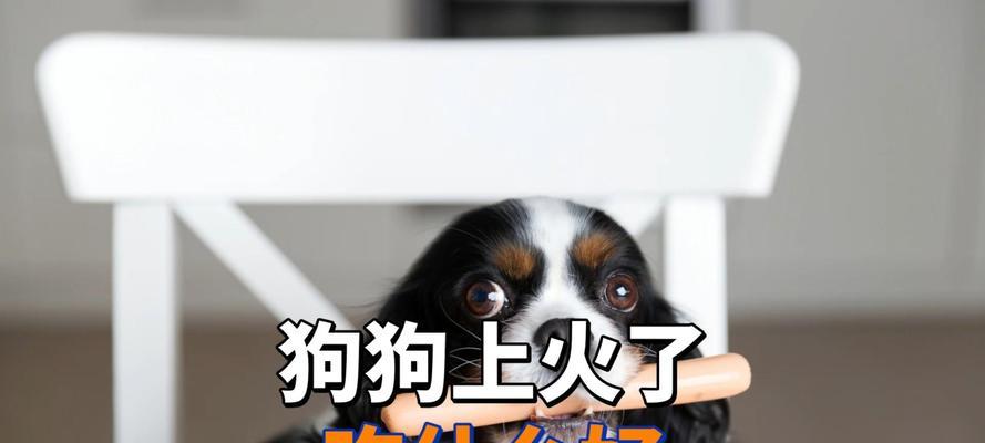 小狗的饮食对成长有重要影响（以小狗吃什么可以长不大为主题的探讨）(图2)