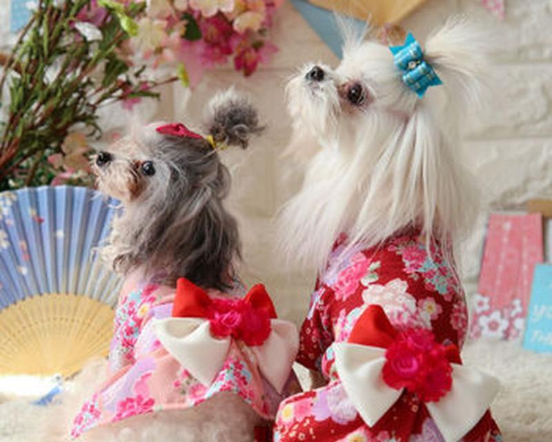 以狗看人（解读狗狗眼中的衣着语言，衣服色彩的重要性）(图3)