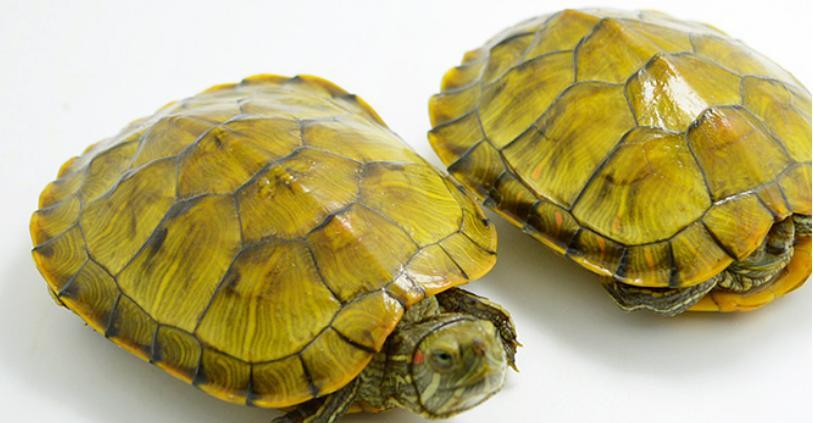 观赏型乌龟的饮食需求（了解观赏型乌龟的食