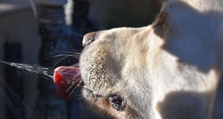 狗口渴可能的病症及应对方法（探究狗口渴的