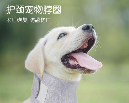 狗脖子发红了该用什么药治疗？（狗脖子发红原因、治疗方法和注意事项详解）(图3)