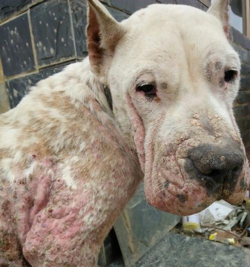 狗脖子发红了该用什么药治疗？（狗脖子发红原因、治疗方法和注意事项详解） - 新生家伴