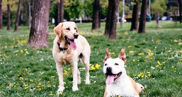 春天小狗的可爱特点（探索春天小狗的活泼、聪明和友善）(图3)