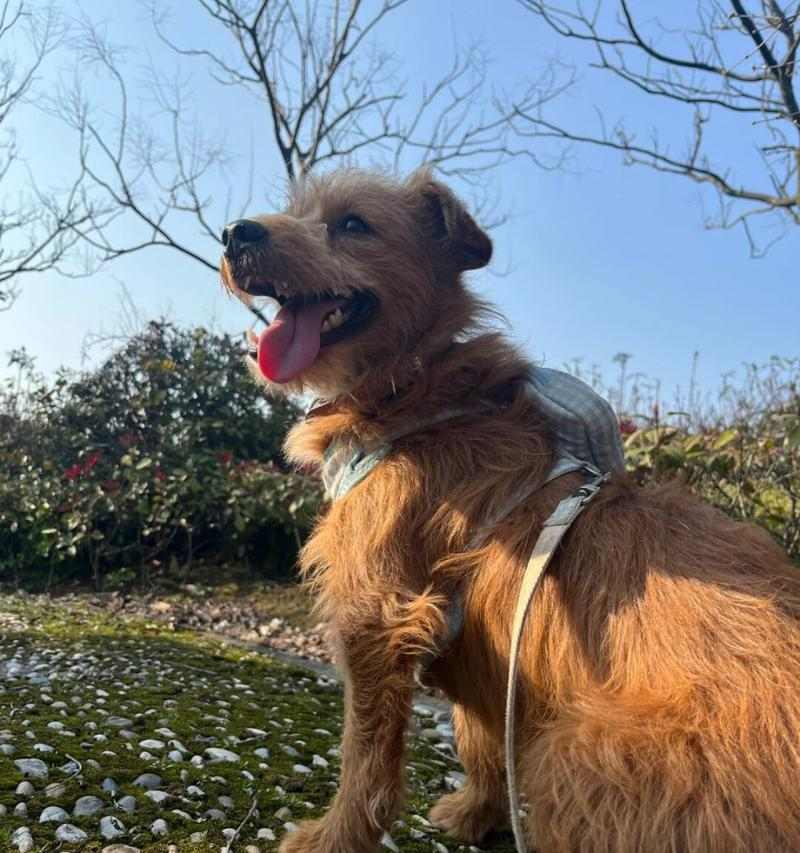 春天小狗的可爱特点（探索春天小狗的活泼、聪明和友善）(图2)