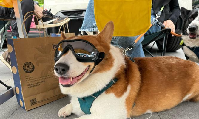 春天小狗的可爱特点（探索春天小狗的活泼、聪明和友善） - 新生家伴