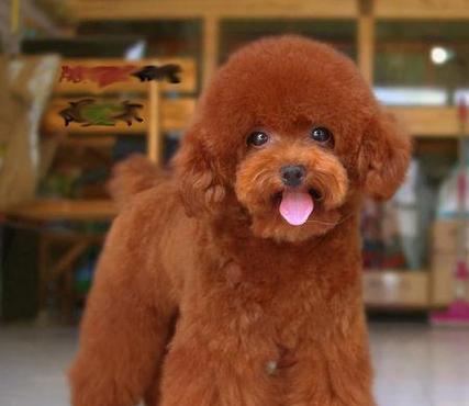 探究泰迪狗体臭的原因（分析泰迪狗体臭的成因及解决方案）(图2)