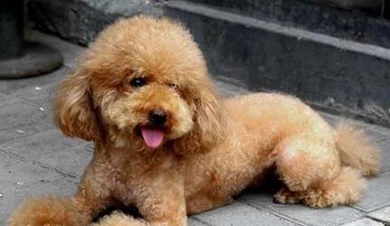 探究泰迪狗体臭的原因（分析泰迪狗体臭的成因及解决方案）(图3)