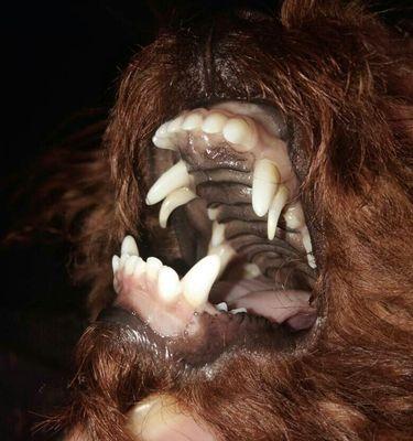 探讨狗狗的牙齿生长周期（狗狗牙齿的发育过程及关键时期）(图3)