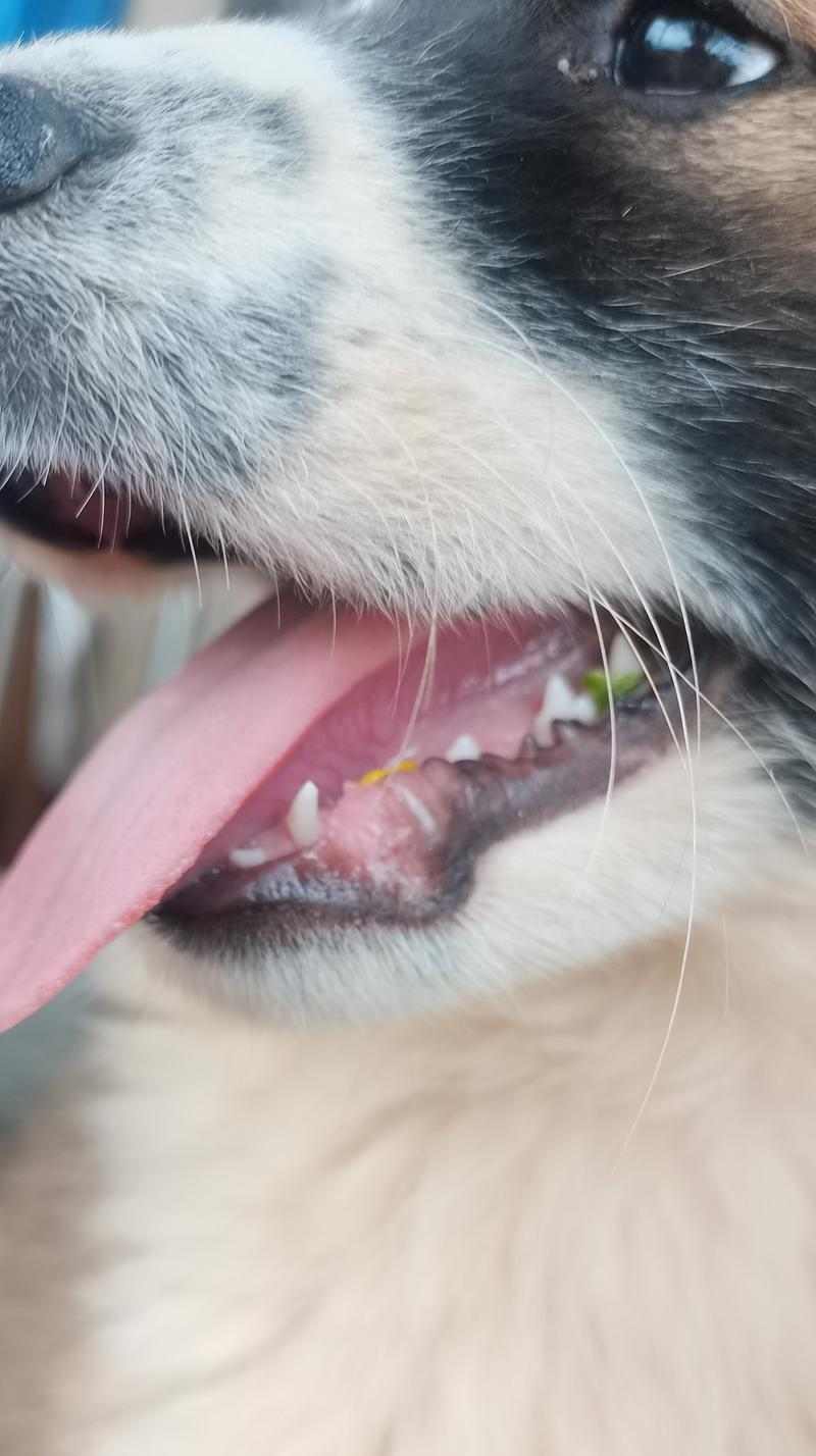 探讨狗狗的牙齿生长周期（狗狗牙齿的发育过程及关键时期）(图2)