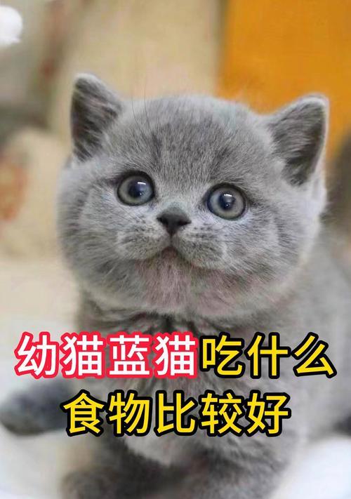 猫怀孕期间需要食用什么食物？（为了健康育出可爱的小猫，猫妈咪需要吃这些食物！）(图3)