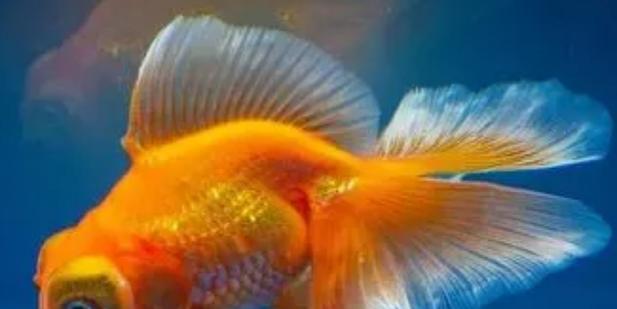 以什么水养金鱼最合适？（探讨金鱼养殖中水质的重要性及选择） - 新生家伴