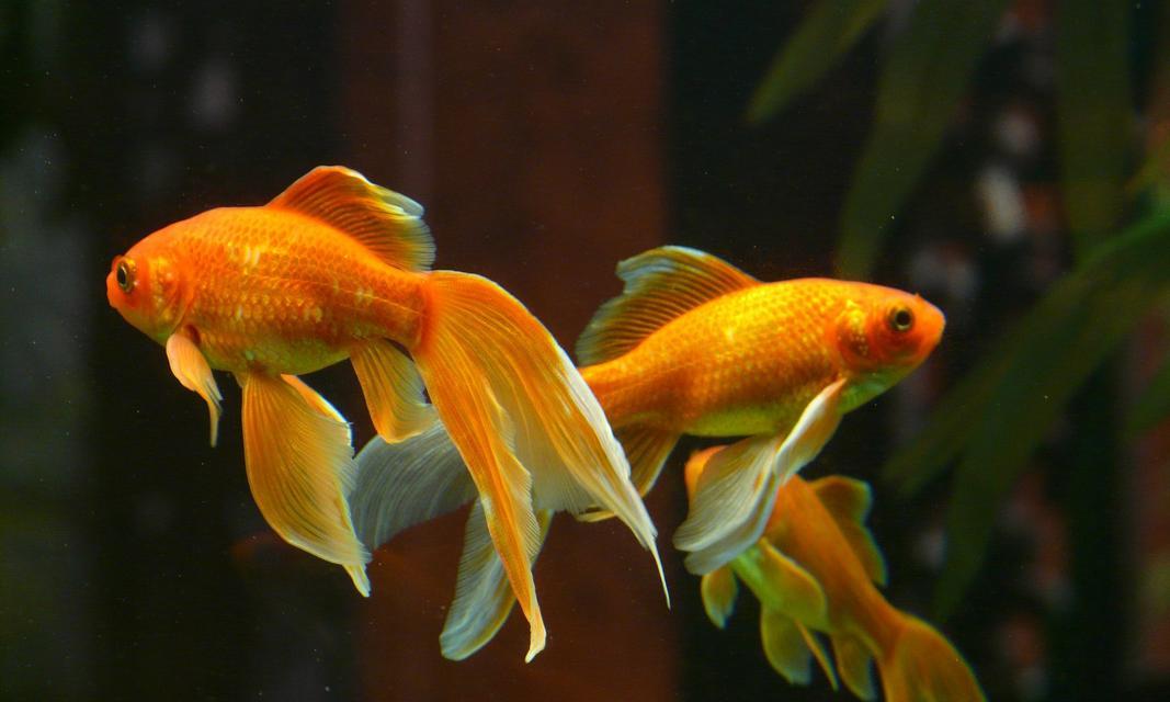 以什么水养金鱼最合适？（探讨金鱼养殖中水质的重要性及选择）(图3)