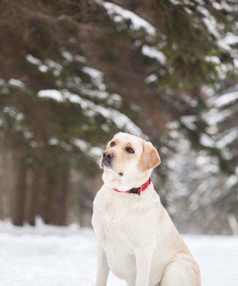 四个月大拉布拉多的药物需求（为你的小狗提