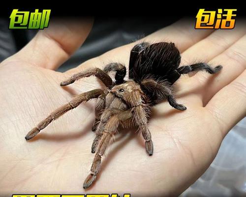 养蜘蛛的好选择（狼蛛的特点及养殖技巧）(图2)