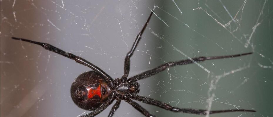 养蜘蛛的好选择（狼蛛的特点及养殖技巧）(图3)