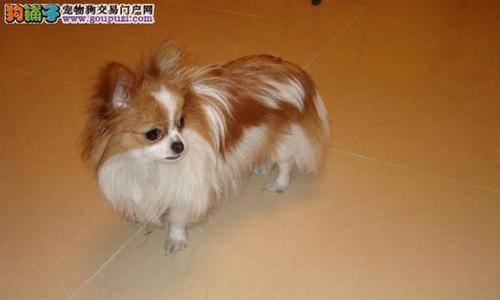 蝴蝶犬（以优雅迷人的外表征服世人）(图3)