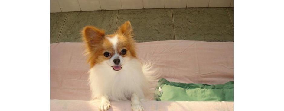 蝴蝶犬（以优雅迷人的外表征服世人）