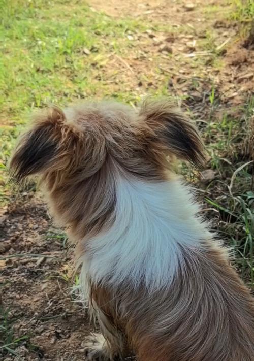 蝴蝶犬（以优雅迷人的外表征服世人）(图2)