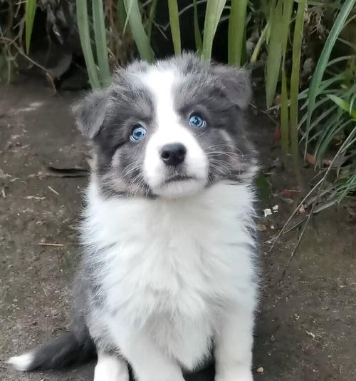 边牧蓝白之美（边牧蓝白的优秀血统与多样配对方式）(图1)