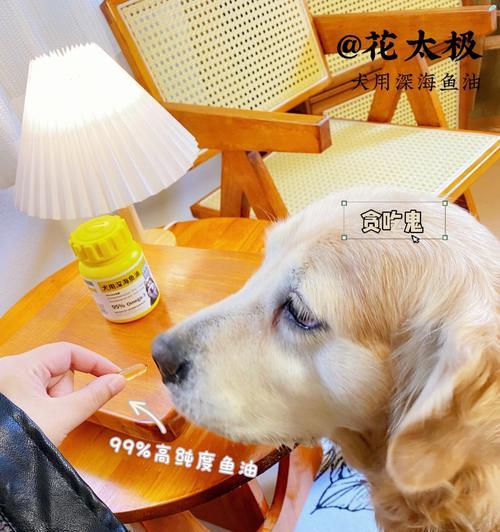 宠物老龄如何补充营养，健康长寿关键（探讨