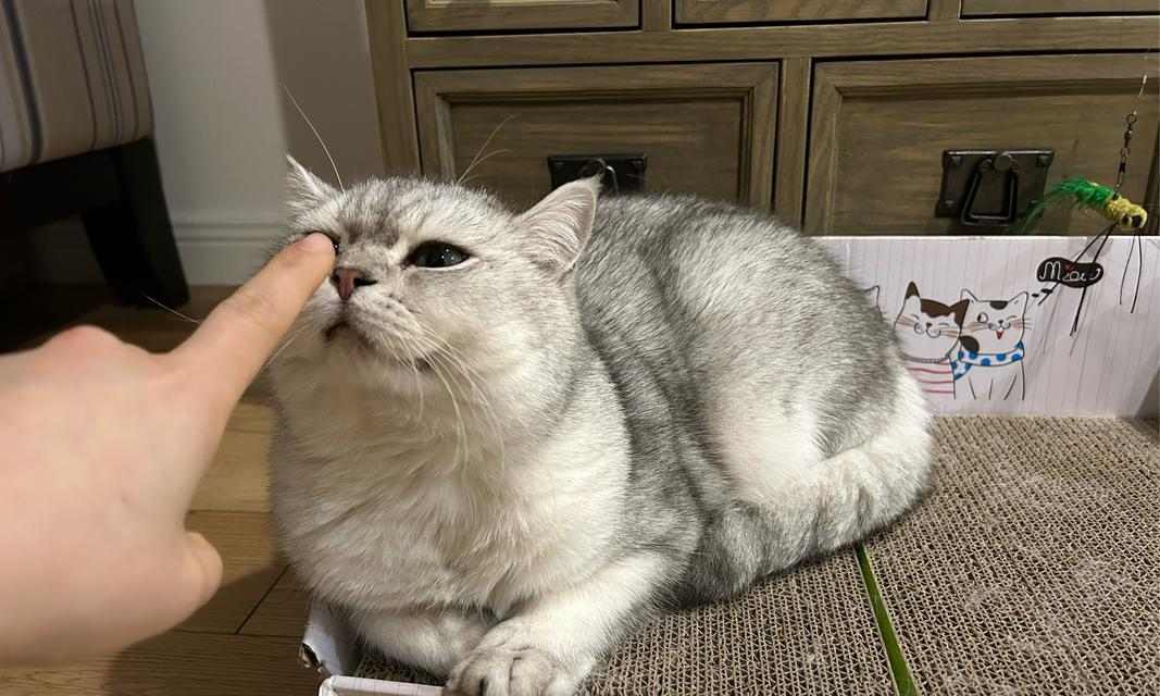 猫咪为什么一直哼哼唧唧？（探究猫咪哼唧的原因及应对方法）(图3)
