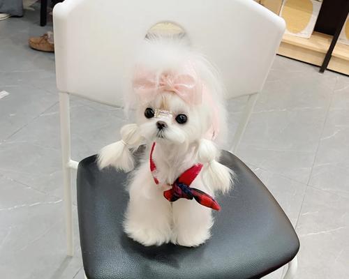 马尔济斯宠物适合使用的沐浴液推荐（选择适合马尔济斯宠物的沐浴液，让毛发更健康）(图2)