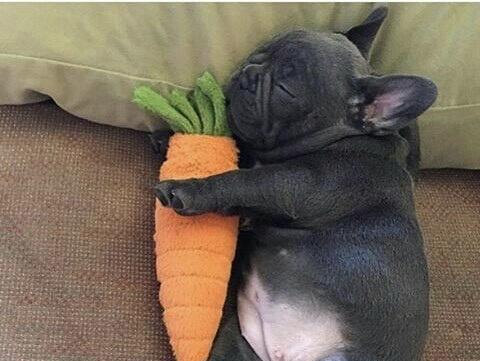 法斗断尾的辩论与实践（探索法斗尾部截断现象的原因、影响和伦理背景）(图1)