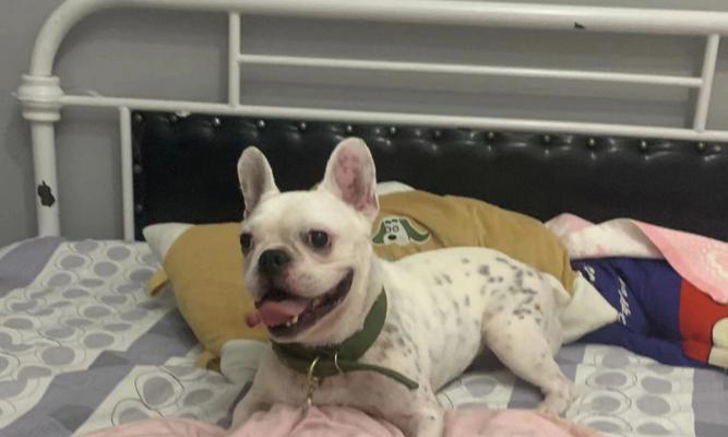 法斗断尾的辩论与实践（探索法斗尾部截断现象的原因、影响和伦理背景）(图2)