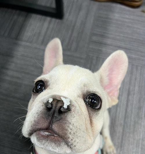 法斗断尾的辩论与实践（探索法斗尾部截断现象的原因、影响和伦理背景）(图3)