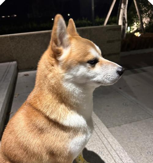 最乖又很小的狗狗品种（探索哪些狗狗既聪明乖巧又体型小巧可爱）(图3)