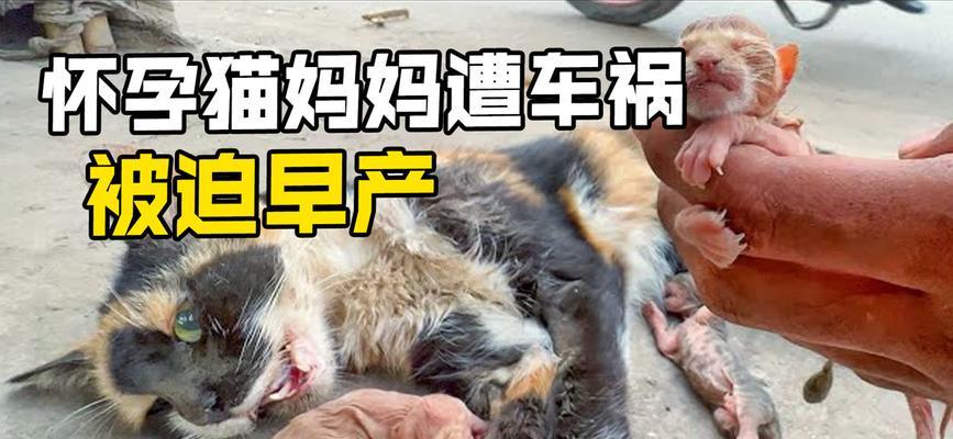 猫的易遭遇车辆撞击之原因（解析猫咪易遭遇车祸的主要原因及预防措施）(图1)