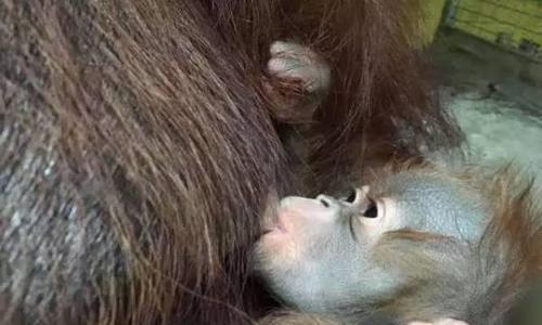 八哥犬的断奶时间及注意事项（了解八哥犬断奶时间，让宝宝更健康）(图1)