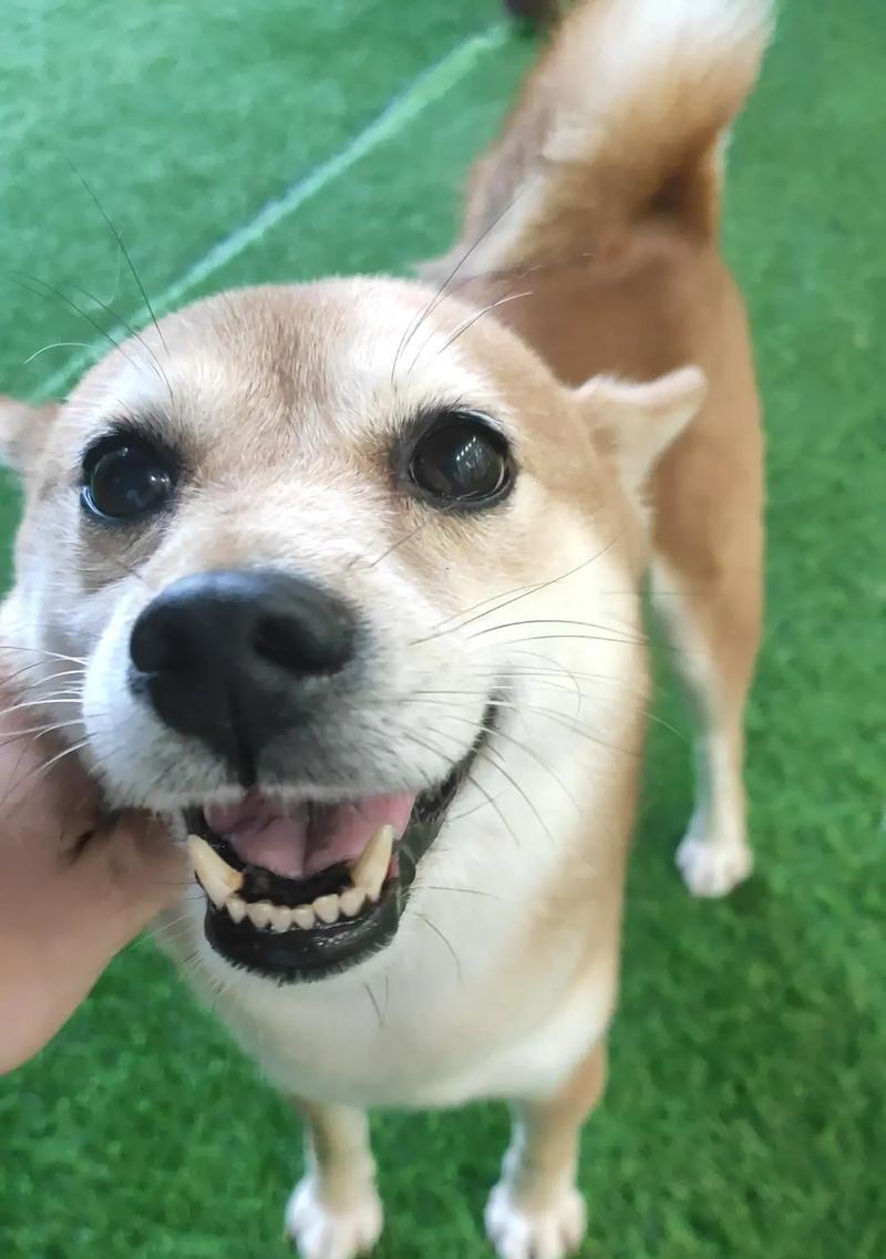 最乖又很小的狗狗品种（探索哪些狗狗既聪明乖巧又体型小巧可爱）(图1)