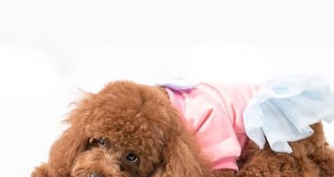 泰迪腿摔了后如何选择合适的药物治疗（了解泰迪摔腿常见药物，有效帮助宠物康复）(图3)