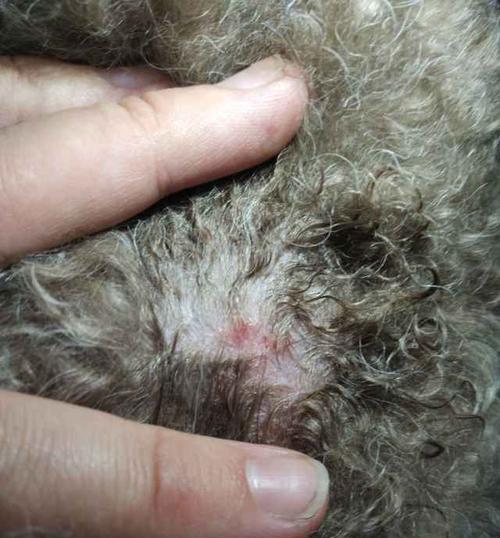 泰迪腿摔了后如何选择合适的药物治疗（了解泰迪摔腿常见药物，有效帮助宠物康复）(图2)