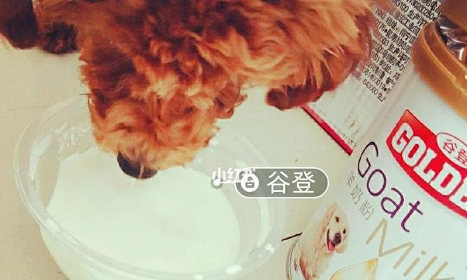 泰迪腿摔了后如何选择合适的药物治疗（了解泰迪摔腿常见药物，有 - 新生家伴