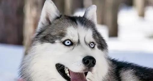 探究哈士奇毛发长的原因（为什么哈士奇的毛发比其他犬种更长？） - 新生家伴