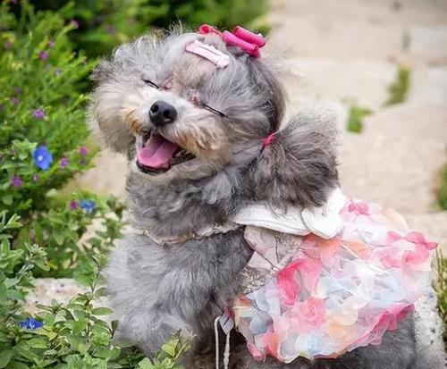 母泰迪什么时候生宝宝?(了解母泰迪的生育周期及相关特征)(图3) 母泰迪什么时候生宝宝?(了解母泰迪的生育周期及相关特征)(图3)