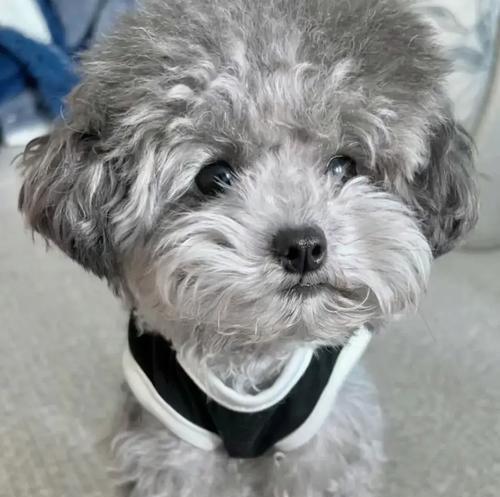 母泰迪什么时候生宝宝?(了解母泰迪的生育周期及相关特征)(图2) 母泰迪什么时候生宝宝?(了解母泰迪的生育周期及相关特征)(图2)