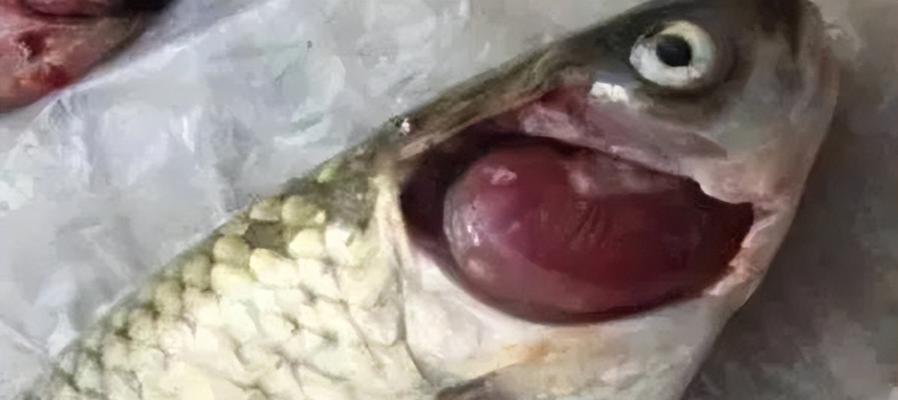 鱼类疾病（鱼类生病的常见症状及应对策略） - 新生家伴