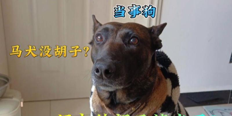 狗的胡须四根的奥秘（揭开狗的胡须四根背后的深意） - 新生家伴