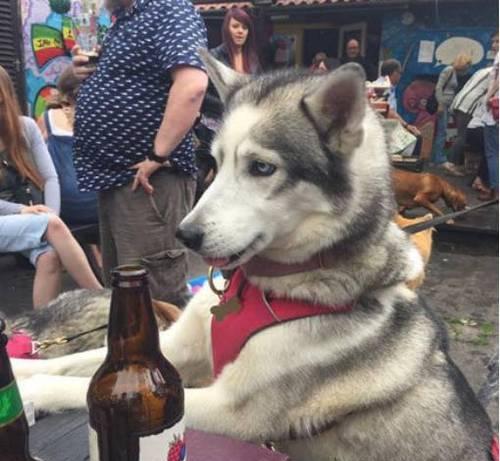 狗喝醉酒的后果(探究狗喝多了酒的危害与预防)(图1) 狗喝醉酒的后果(探究狗喝多了酒的危害与预防)(图1)