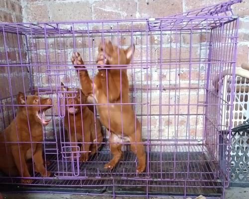 狗的胡须四根的奥秘（揭开狗的胡须四根背后的深意）(图3)