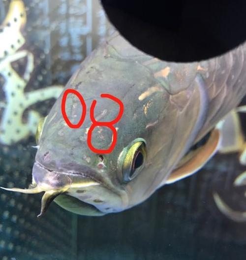 鱼类疾病(鱼类生病的常见症状及应对策略)(图3) 鱼类疾病(鱼类生病的常见症状及应对策略)(图3)