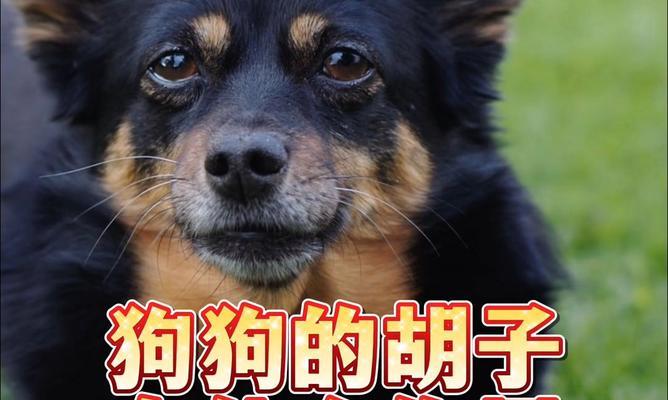 狗的胡须四根的奥秘（揭开狗的胡须四根背后的深意）(图2)