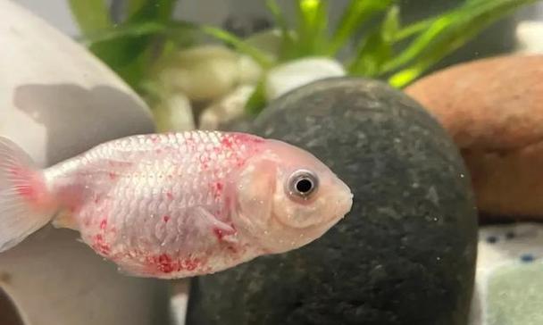 鱼类疾病(鱼类生病的常见症状及应对策略)(图2) 鱼类疾病(鱼类生病的常见症状及应对策略)(图2)