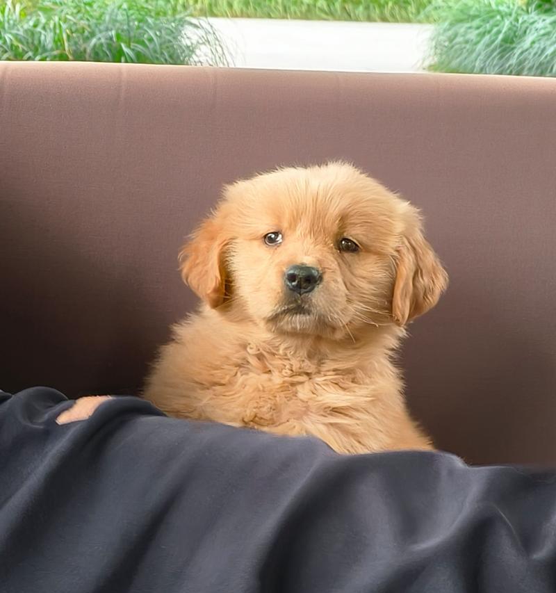 金毛宝宝的天使期(纯真可爱的金毛什么时候是天使期?)(图3) 金毛宝宝的天使期(纯真可爱的金毛什么时候是天使期?)(图3)