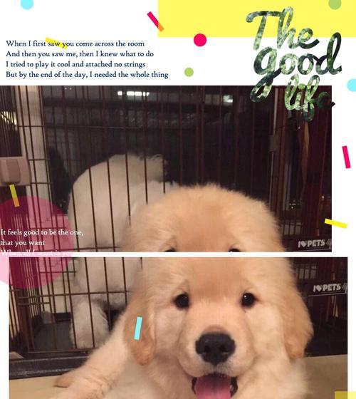 金毛宝宝的天使期（纯真可爱的金毛什么时候是天使期？） - 新生家伴