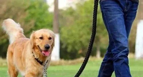 以狗为主题的良好管理方法（培养顺从性与建立健康的狗主关系）(图2)